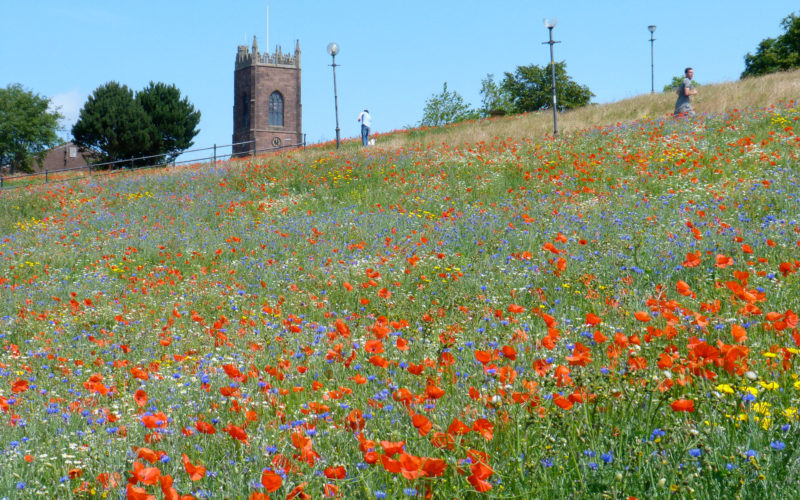 Manchester Wildflowers